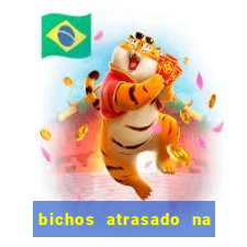 bichos atrasado na loteria dos sonhos